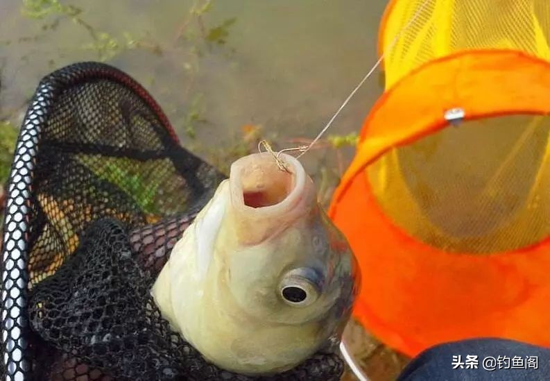 想钓鱼要先会打窝,想钓鱼用什么鱼饵