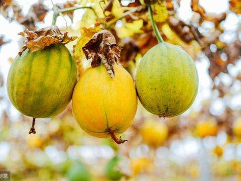 瓜蒌种植合作,瓜蒌地里套种哪些作物