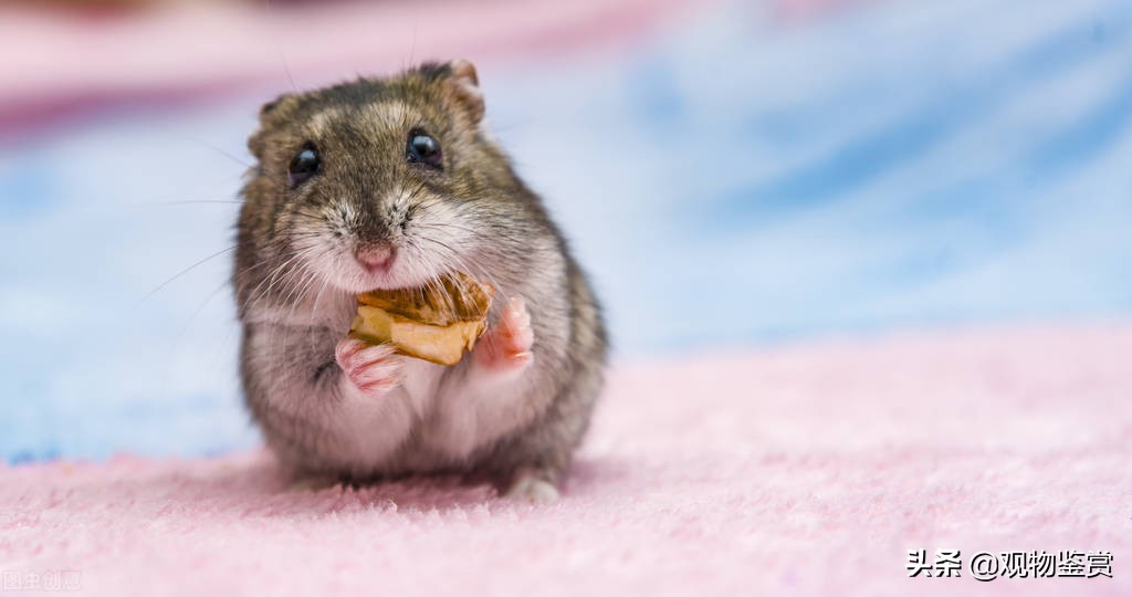 仓鼠该怎么养让它听话认主人,仓鼠到怎样的程度才会认主