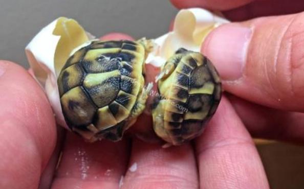 宠物龟常见疾病及治疗方法,关于乌龟感冒肺炎的一些问题