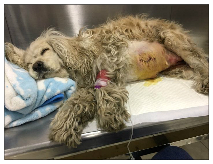 残疾狗狗多次被遗弃迎来10年大运,狗狗生病被遗弃却一步未离开