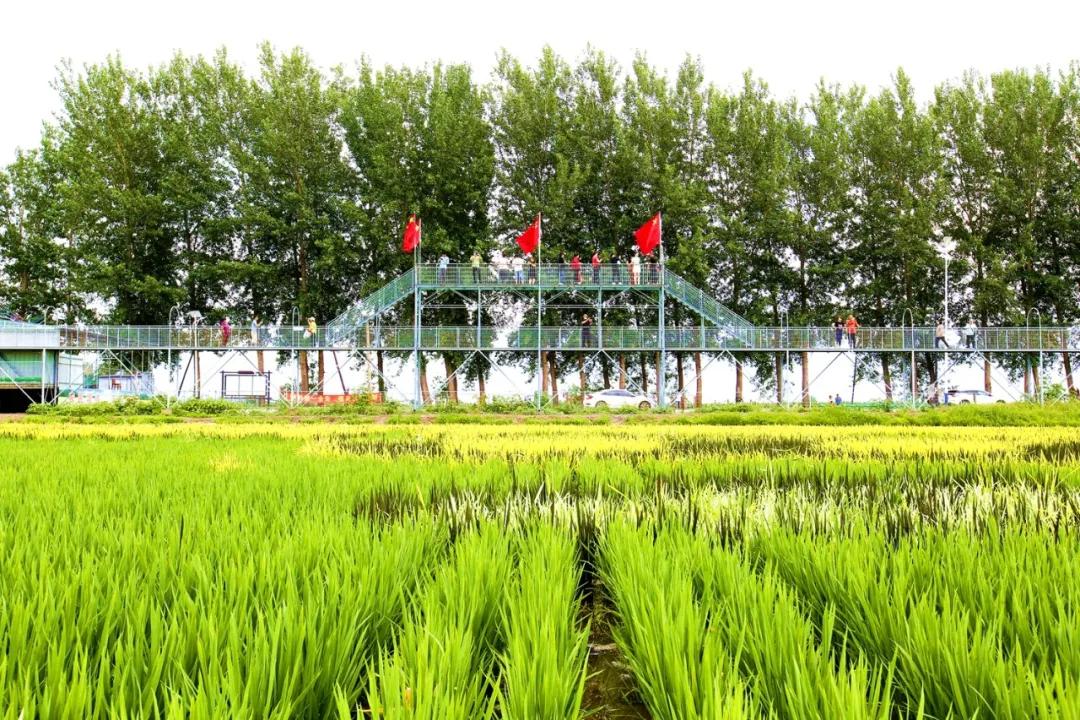 津门网金熙男：最美的稻田