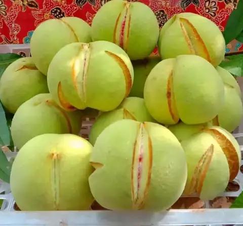 俗称丑桃古老的桃子品种,爆炸桃老品种