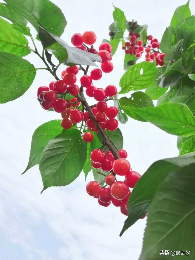 成都摘樱桃的地方不要门票,成都摘樱桃人少的地方