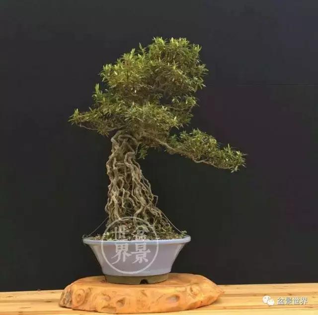 根艺盆景大全欣赏,文人根艺盆景精品大全图