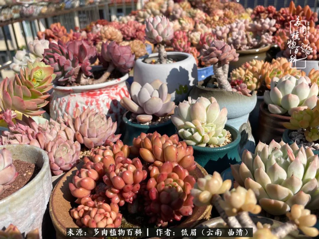 多肉植物百科如何投稿,感谢多肉植物百科的陪伴