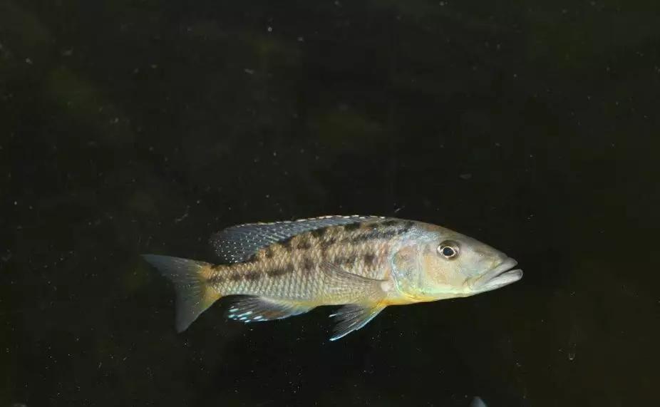 自己做大型水陆缸,在家自己打造一个沙漠缸