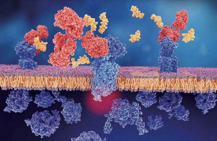 偏头痛患者须知偏头痛的危害,偏头痛吃止痛药会有依赖性吗