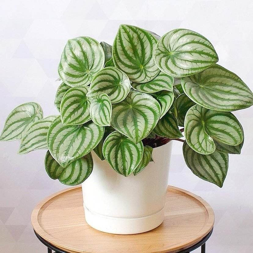 散发清香的易养花卉植物,观叶植物盆栽大全图