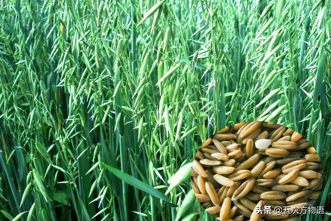 很多粮食作物原产南美洲,中国第一大粮食作物