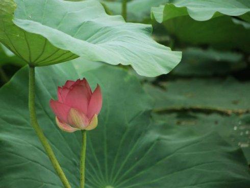 荷叶鸡特别香,淡淡的荷叶香