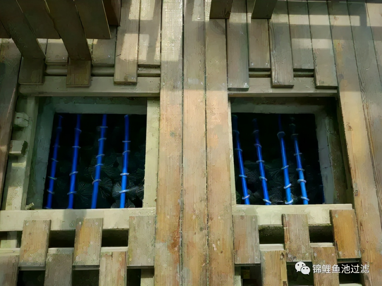 养锦鲤用过滤桶过滤系统,锦鲤鱼池沼泽过滤与生物过滤