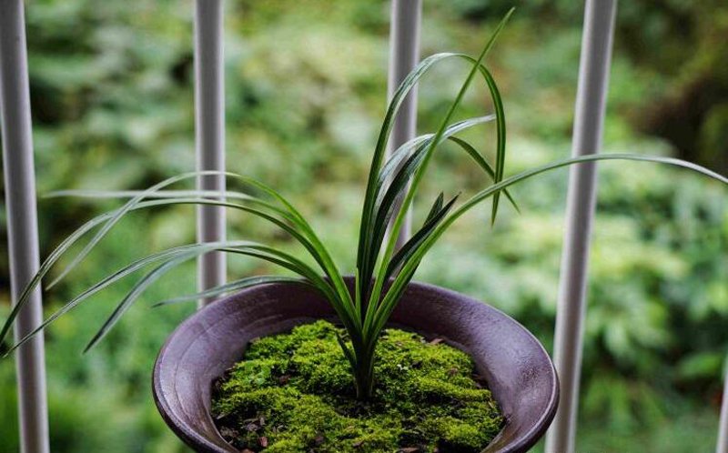 兰花脱水怎么补救,兰花根系脱水怎么治