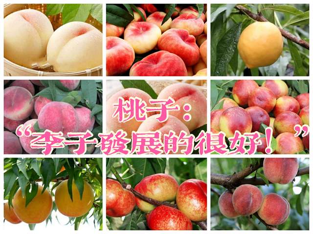 桃、李都是古代重要的水果，问：李子如今为何没落了？答：是误解