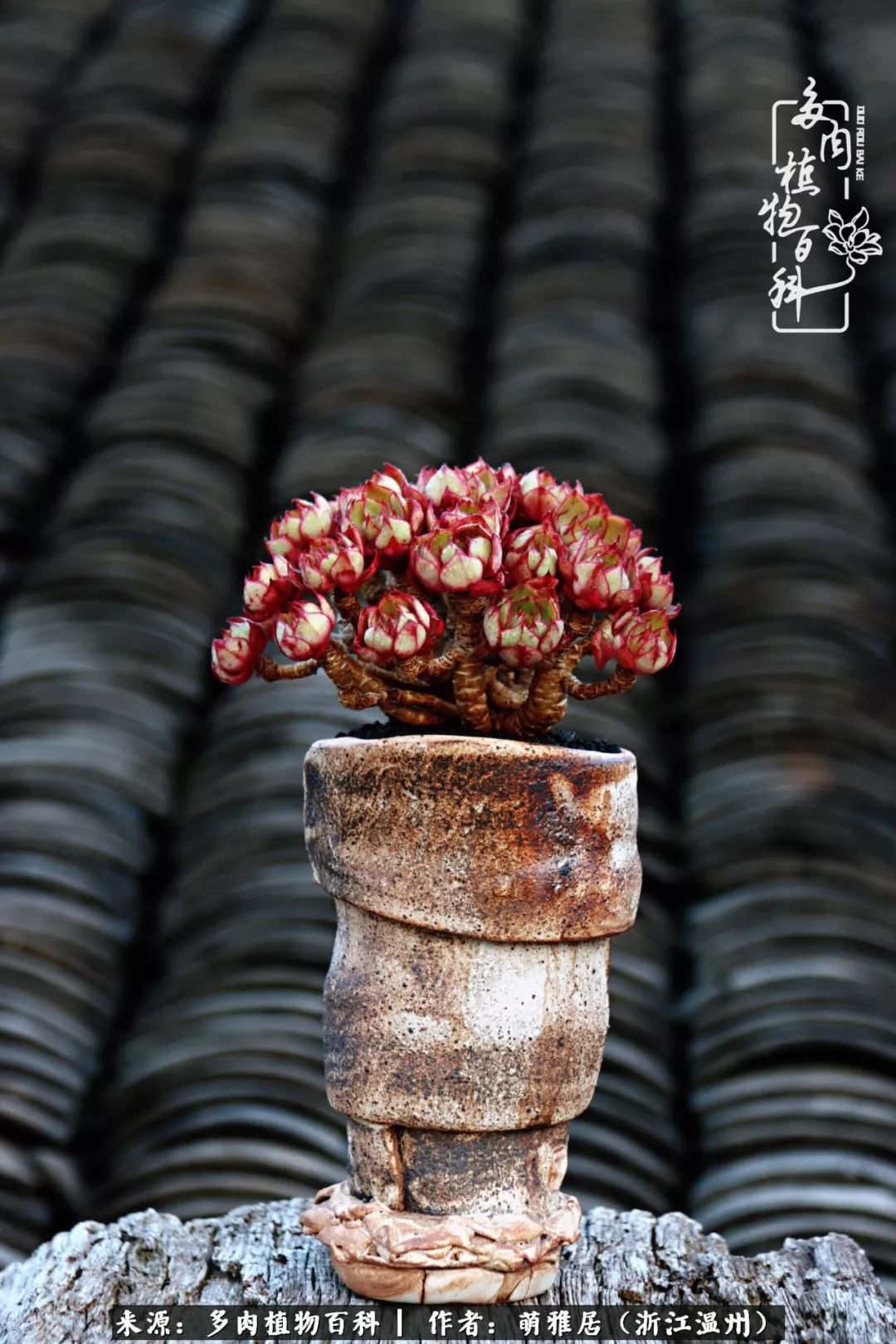 多肉最美的季节已来到,多肉最美的季节来临