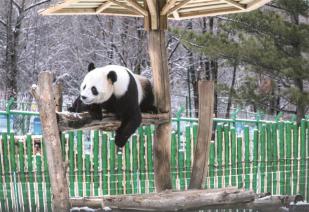 亚布力的美，源于雪，但不止于雪一帖带你玩转亚布力