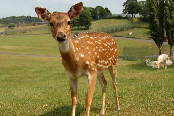 梅花鹿养殖现在怎么样,养殖梅花鹿前景和风险