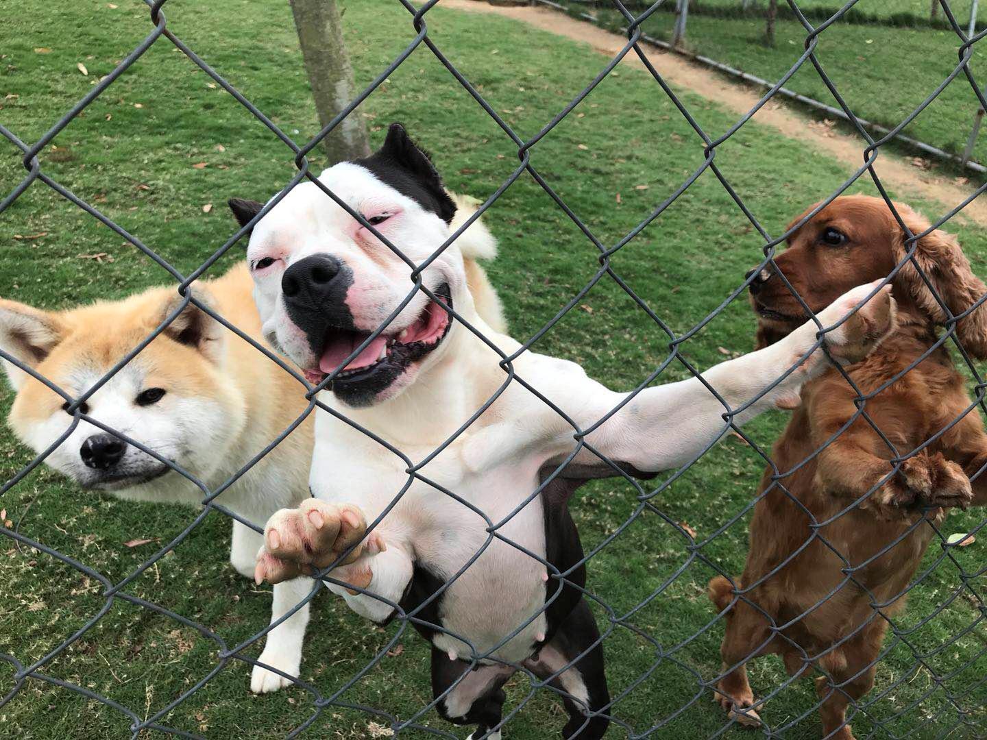 寄养狗狗的场所会丢失狗狗吗,寄养狗狗狗狗会伤心吗