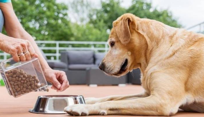 金毛饲养知识大全,金毛饲养前的必备知识