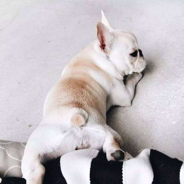 怎么挑选没体臭的斗牛犬,法国斗牛犬有浓痰