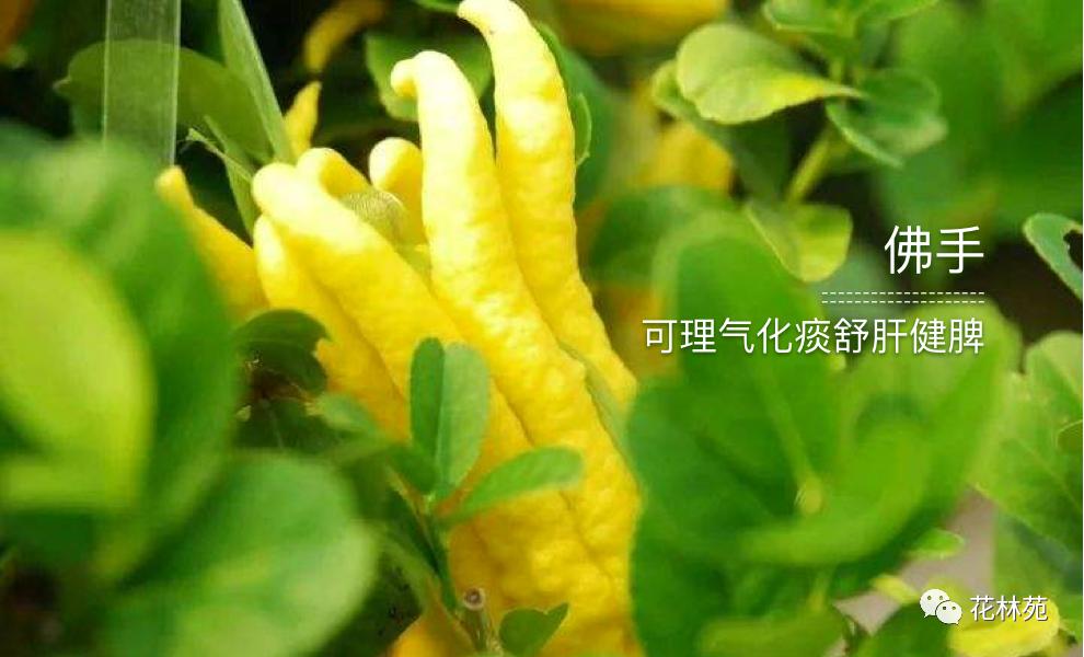 佛手片的作用与功效,佛手的功效及作用