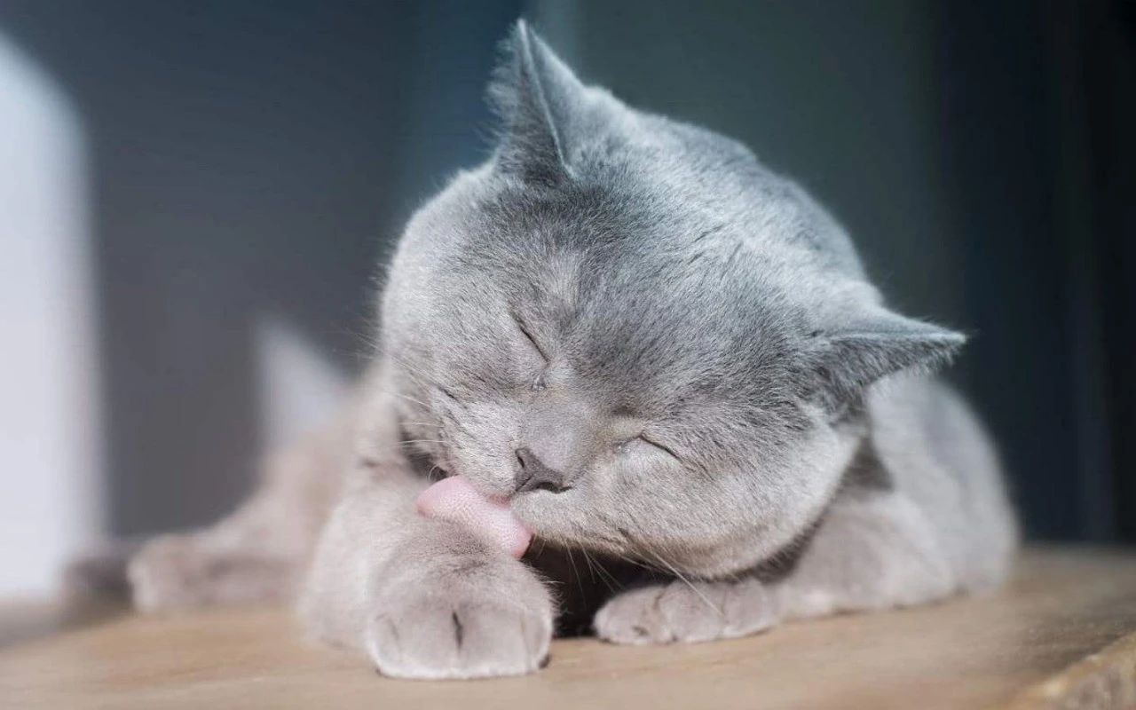 幼猫频繁舔毛是什么原因,家猫经常咬主人该不该弃养