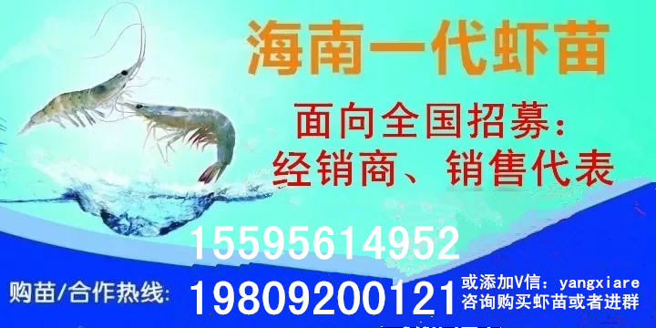 目前最好的高密度养虾技术,养鱼虾新技术