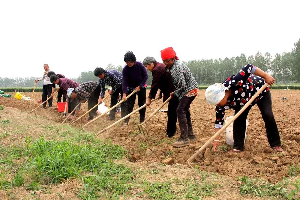 大蒜最好的新品种种子,大蒜种子大全100款