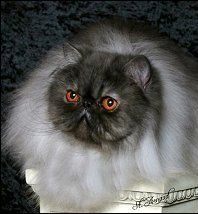 猫咪颜色遗传规律,猫咪遗传基础知识大全