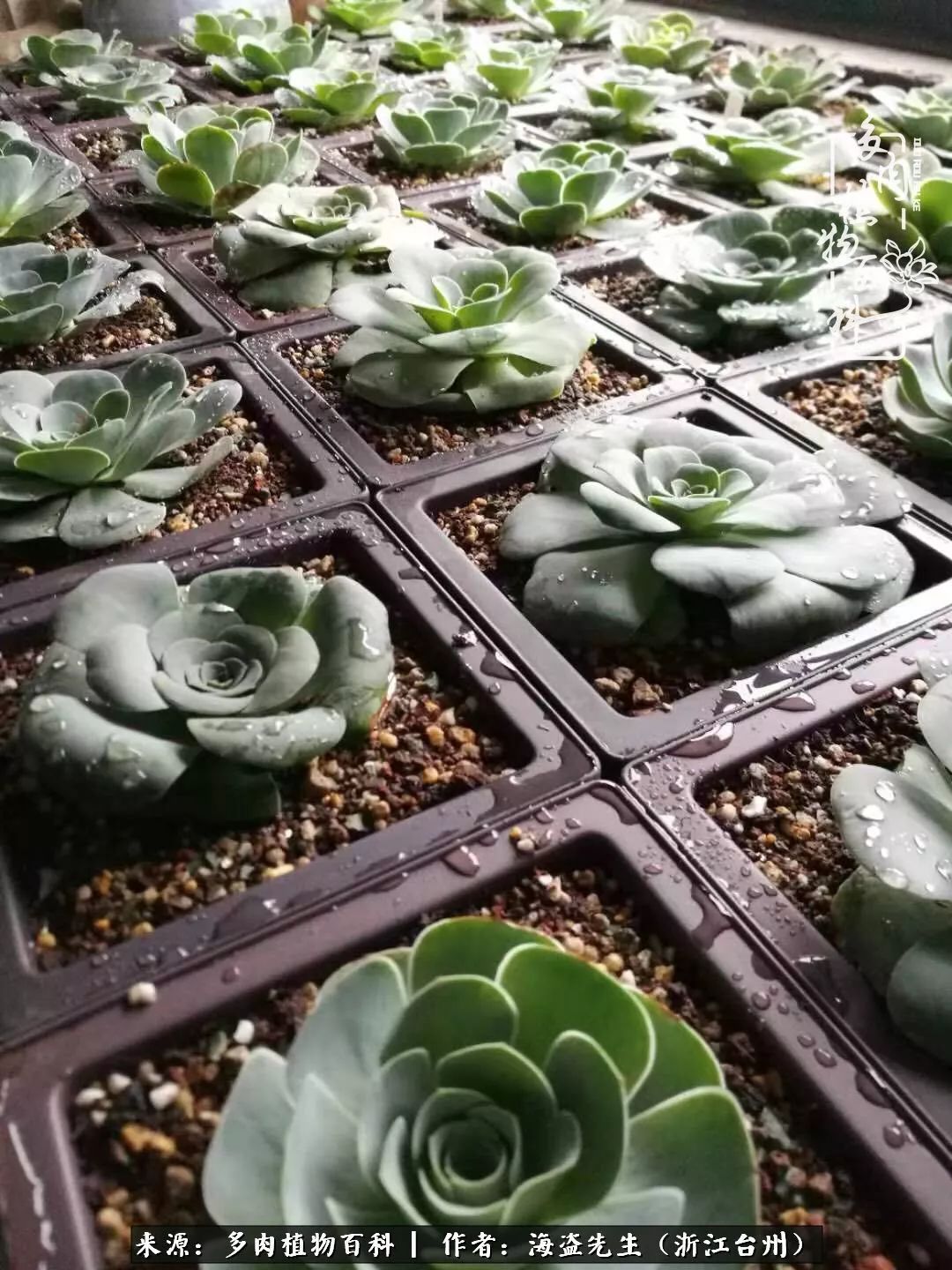 多肉玫瑰多少度休眠,多肉玫瑰唤醒教程