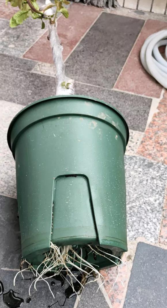 3种药片养花有“奇效”，浇水溶1片，叶绿根壮，比花肥厉害