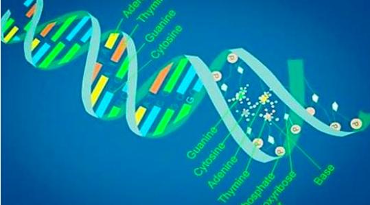 无性生殖到有性生殖的进化,无性生殖是怎么进化成有性生殖的