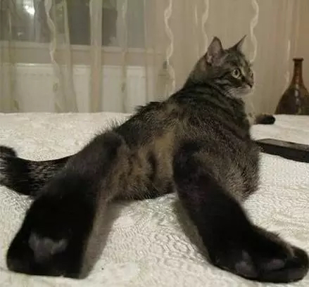 一只灵魂画手遇到猫,分享一组灵魂画手的作品