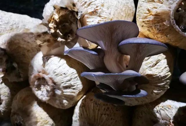 平菇头茬菇畸形是什么原因,平菇畸形的原因