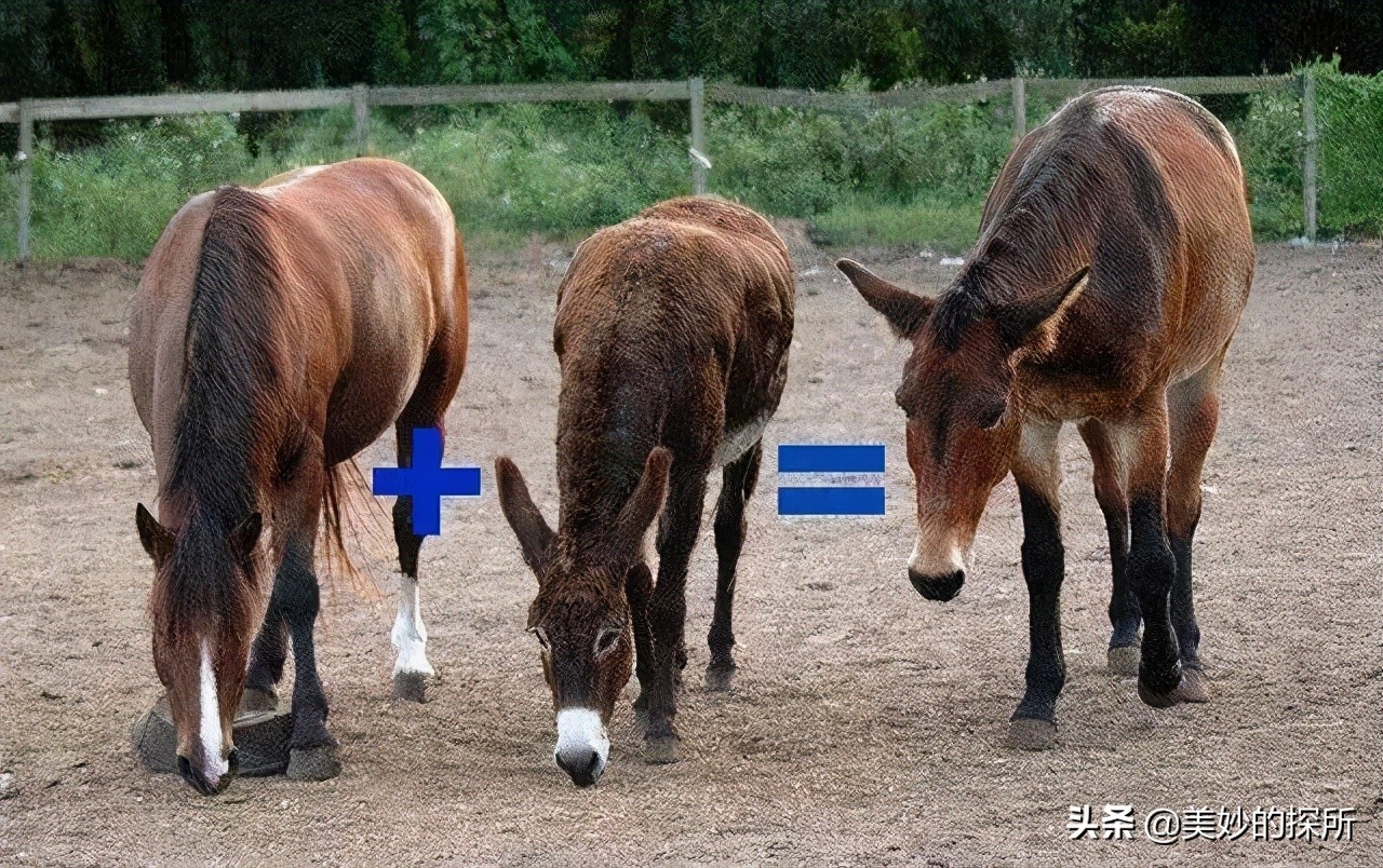 黄种人、黑人、白人为什么可以自由交配,没有产生生殖隔离?