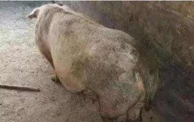 母猪魏氏梭菌病防治方法,母猪急性魏氏梭菌死亡