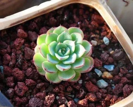 多肉变废为宝方法,废物利用养多肉