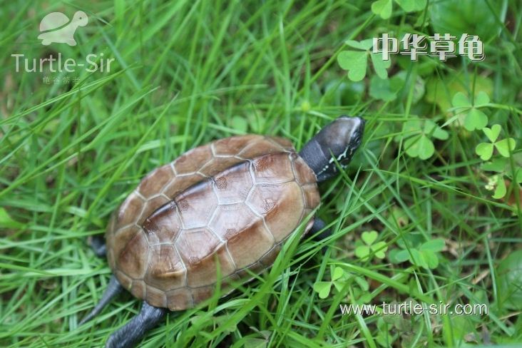 如何养好乌龟视频教程,怎样养好一只草龟