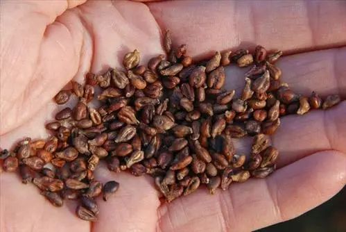 这8种食物千万不要买了,八种假健康食物