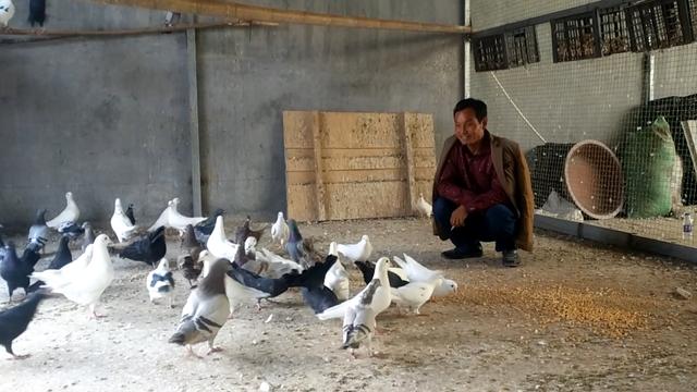 乳鸽喂什么可以提高成活率,乳鸽怎么提高成活率