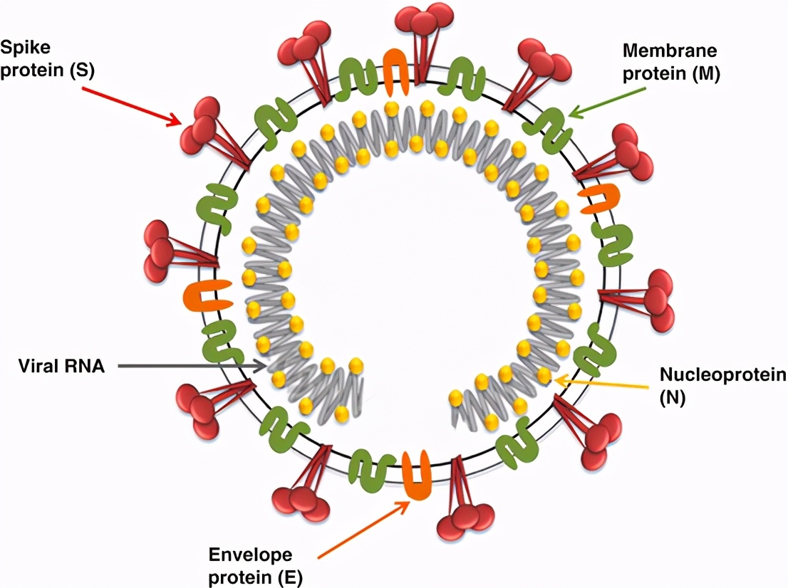 桉树精油可以预防感冒吗,桉树精油对弧菌有用吗