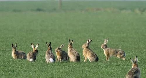 澳洲兔子可以随便吃吗,澳洲泛滥的兔子可以吃吗