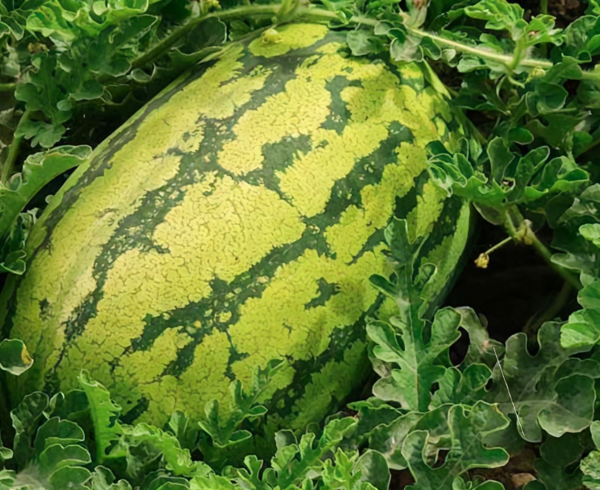 宁夏固原山海情,宁夏山海情枸杞