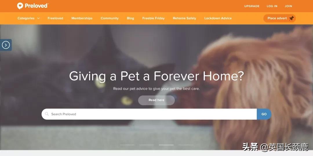 在英国哪里可以买宠物,英国如何饲养宠物猫咪