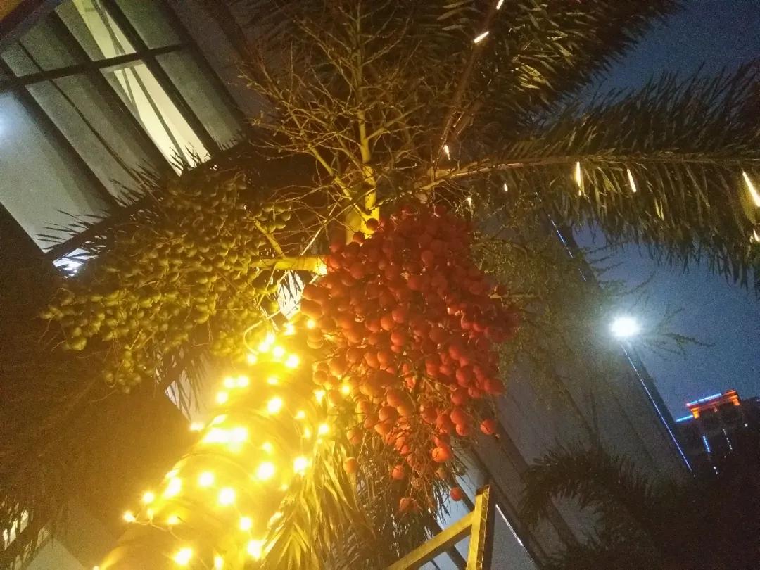 钦州像茶果一样的野果,广西的树结的果子可以吃