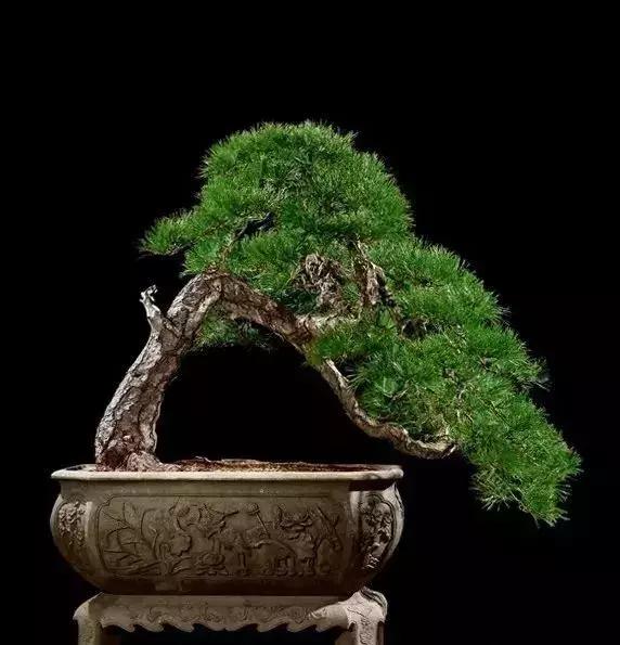 那些天价的植物,十大最值钱的植物