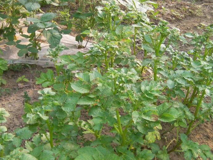 玉米土豆冻害怎么办,土豆霜冻怎样预防