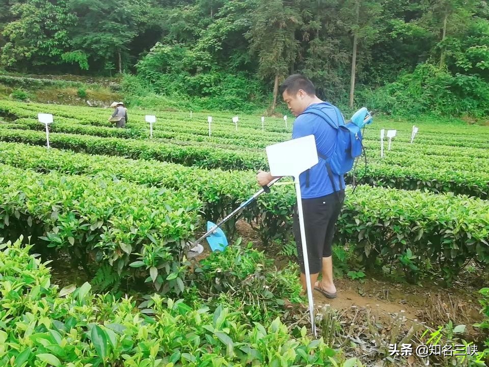 摘春茶的正确方法,又到春茶采收季