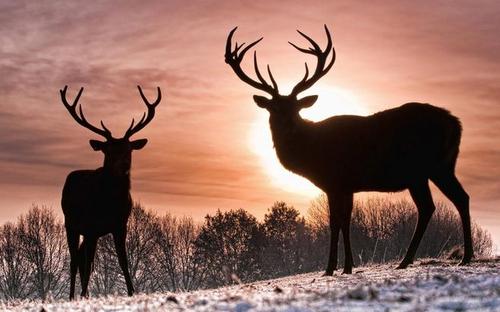 头像马和羊,头像马非马一样的动物