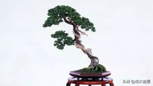 文人树盆景，宣泄一种情绪，吐露一种幽愤